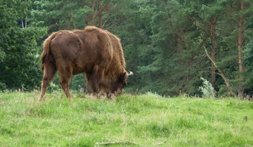 Bildunterschrift img_003_t